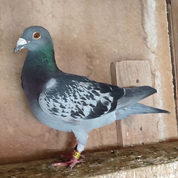 Mascul 24-886 - Porumbei vanduti