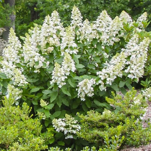 hortensia-paniculata-grandiflora - 0 HIDRANGEA PANICULATA UNIQUE-primavara 2025-poze preluate