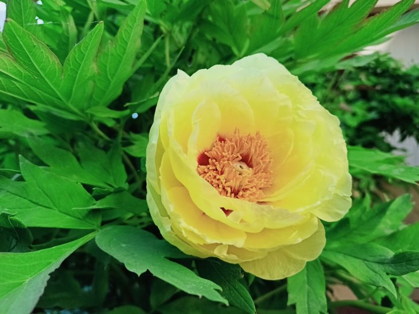  - Grădina 2025 continuare 2