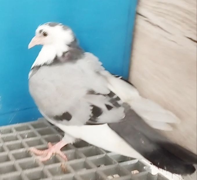  - Plecați ALBUM 4