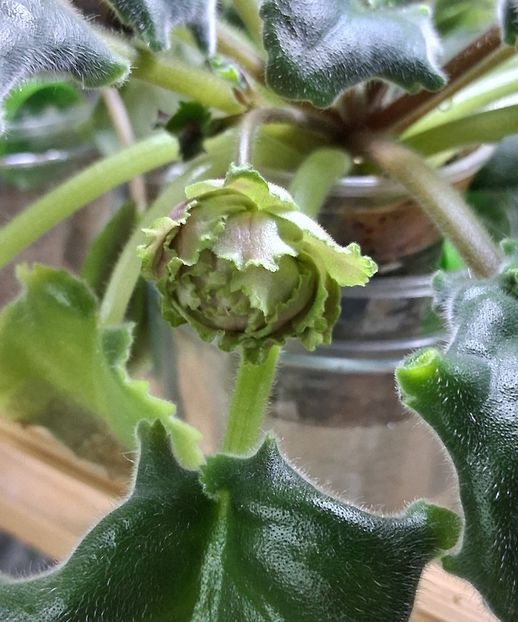  - EK Raspletalo Leto Kosy 2