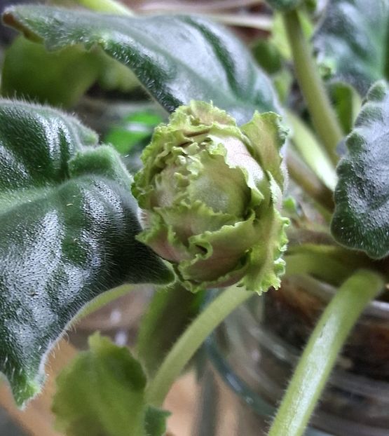  - EK Raspletalo Leto Kosy 2