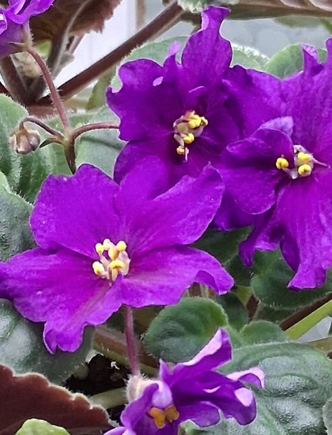  - EK Magnitania Anomalia