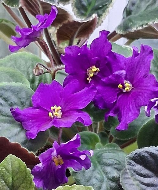  - EK Magnitania Anomalia