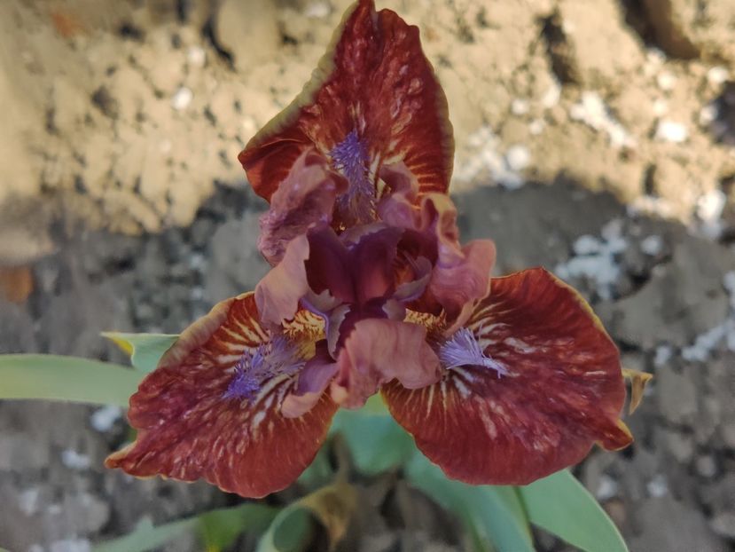  - Irisi pitici - prima inflorire