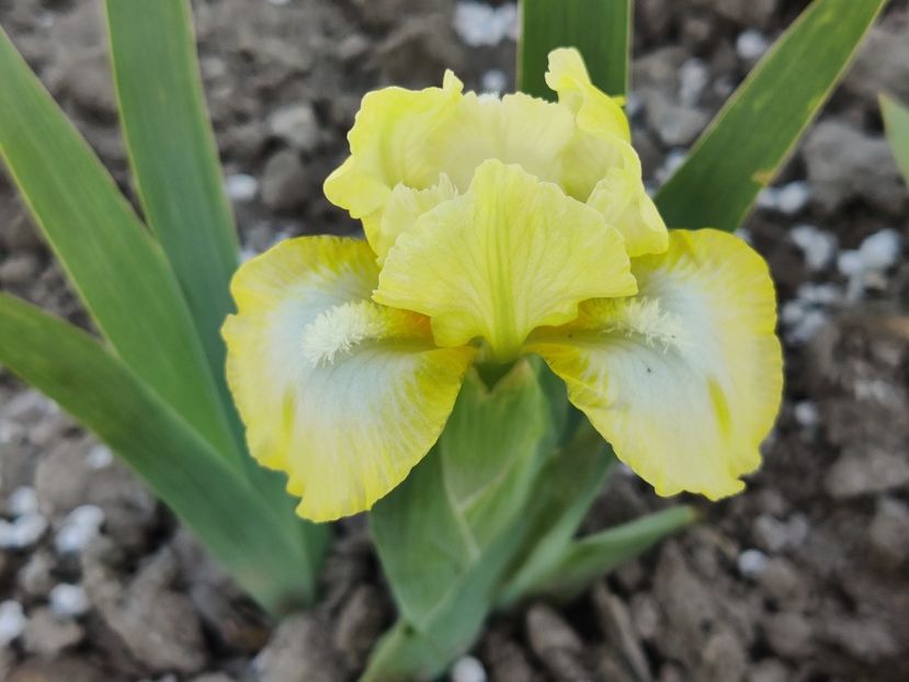 Lemon freeze - Irisi pitici - prima inflorire