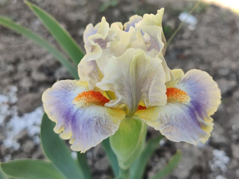 Cher's delight - Irisi pitici - prima inflorire