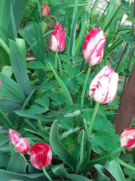  - Februarie Martie Aprilie 2025