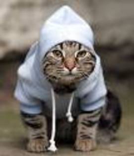 sunt o pisicutza stil hip-hop - funny animals