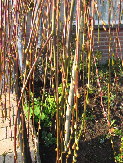 Salcie Salix 1 dec 2009 (1) - Salix Caprea