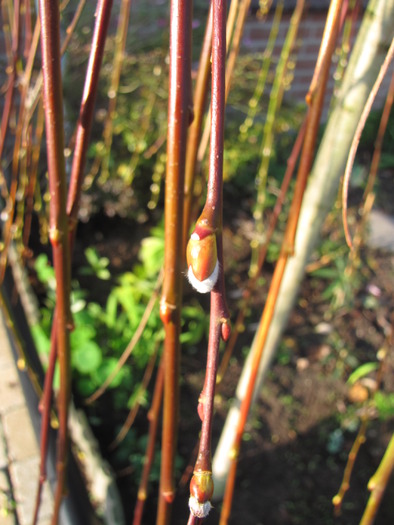 Salcie Salix 1 dec 2009 (2) - Salix Caprea