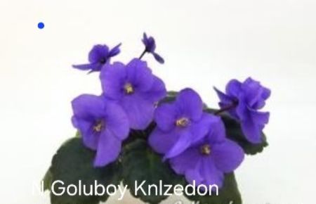 Poză net - N Goluboy Khalzedon