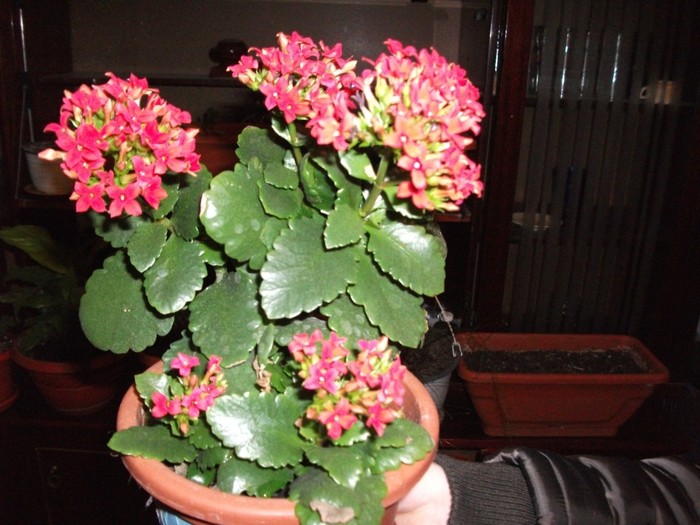 kalanchoe - Florile mele 2010