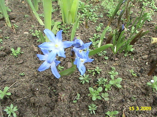 Chinodoxa albastra 15 mart 2009 - chinodoxa