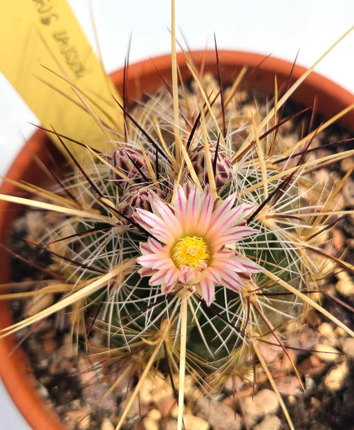 Thelocactus lausseri - Thelocactus lausseri