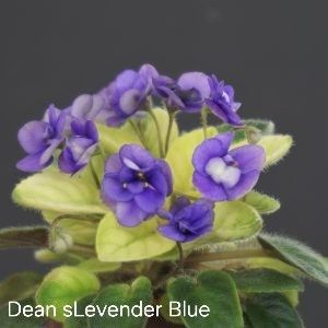 Poză net - Dean s Levender Blue