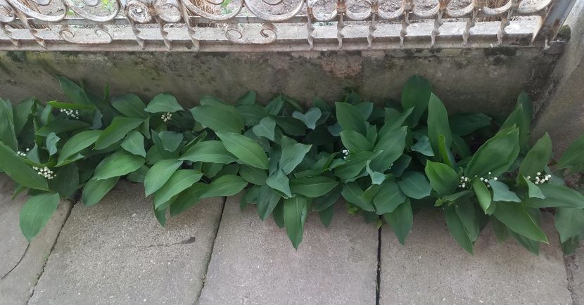 Margaritari - Florile mele