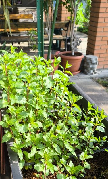 Mentha piperita chocolate - Gradina si terasa PrimaLuce__11-Hello 2025