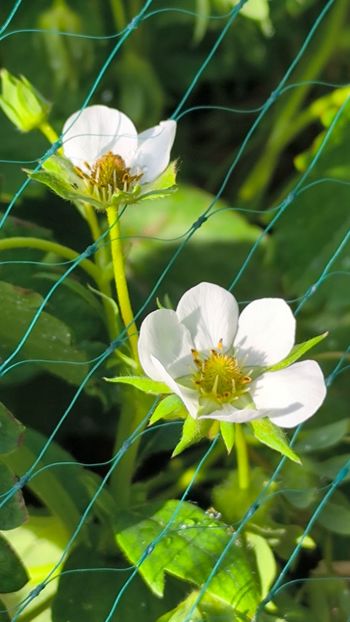 Fragaria hybr. - Gradina si terasa PrimaLuce__11-Hello 2025