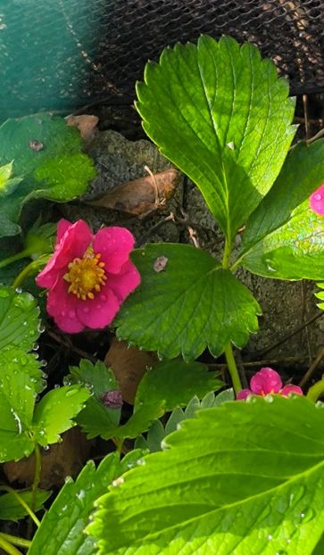 Fragaria ananassa Tristan - Gradina si terasa PrimaLuce__11-Hello 2025