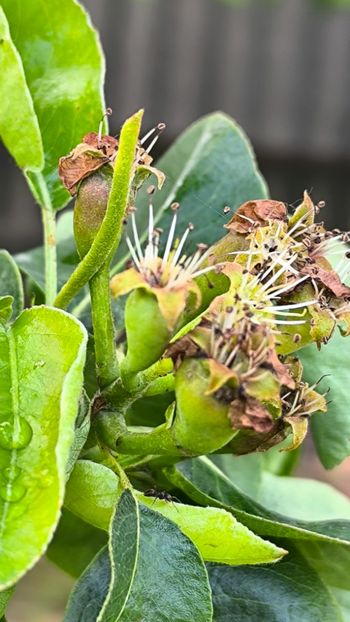 Păr Williams - Gradina si terasa PrimaLuce__11-Hello 2025