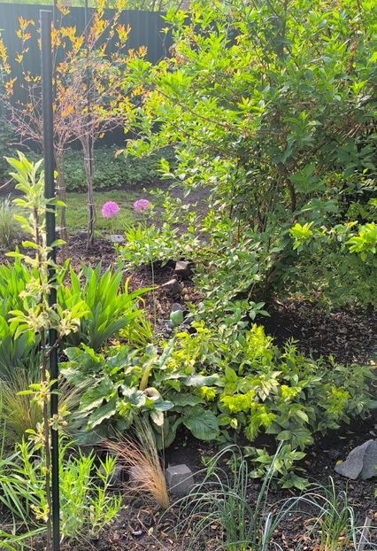 Aprilie 2025 - Gradina si terasa PrimaLuce__11-Hello 2025