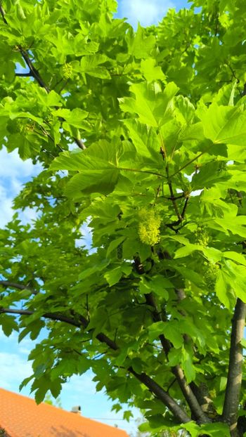 Paltin de câmp - Gradina si terasa PrimaLuce__11-Hello 2025