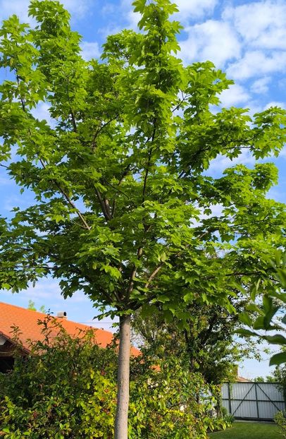 Paltin de câmp - Gradina si terasa PrimaLuce__11-Hello 2025