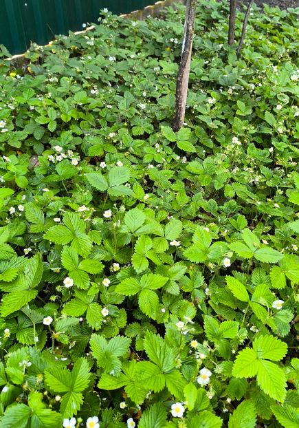 Fragaria vesca - Gradina si terasa PrimaLuce__11-Hello 2025