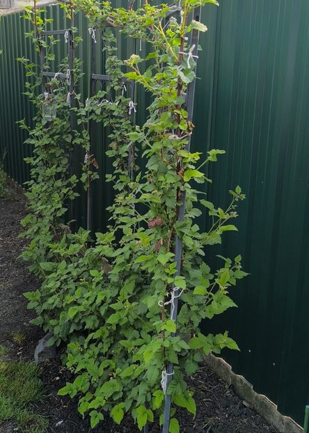 Mur-zmeur Tayberry - Gradina si terasa PrimaLuce__11-Hello 2025