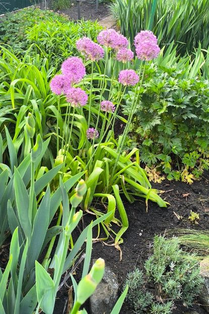 Allium globemaster - Gradina si terasa PrimaLuce__11-Hello 2025