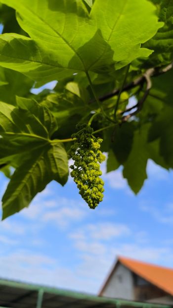 Paltin de câmp - Gradina si terasa PrimaLuce__11-Hello 2025