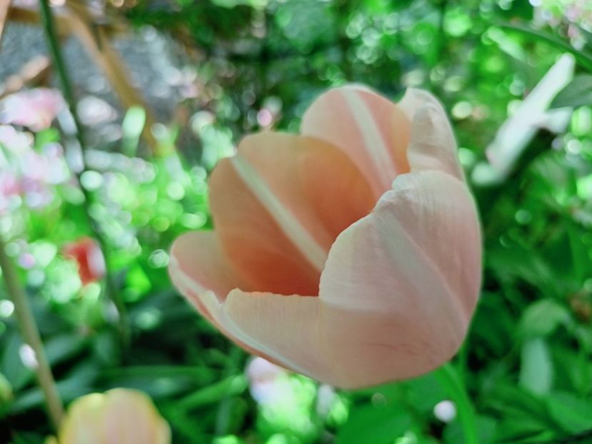  - Grădina 2025 continuare 2