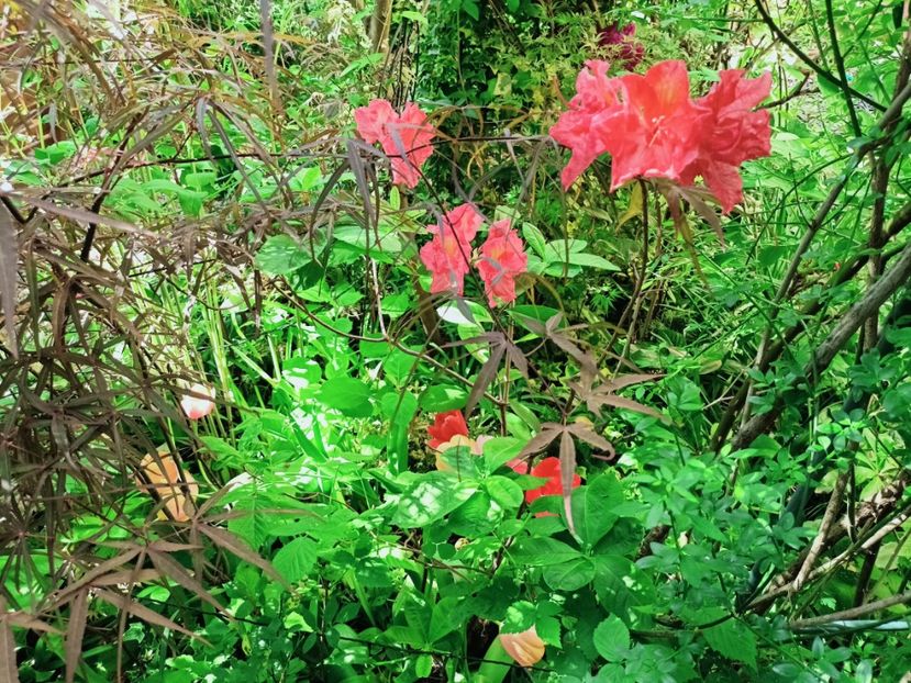 Feuerwerk - Grădina 2025 continuare 2