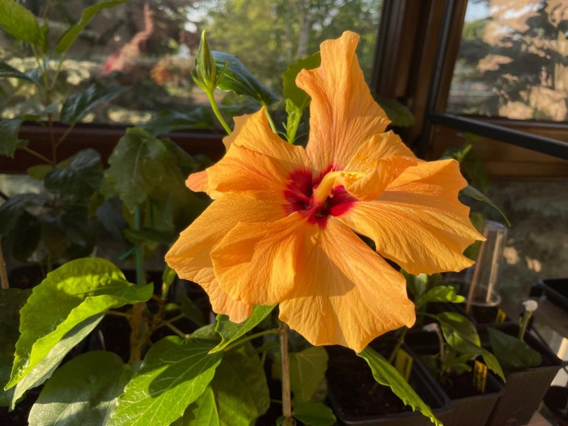  - Clasici - Apricot Dublu și Alb Dublu