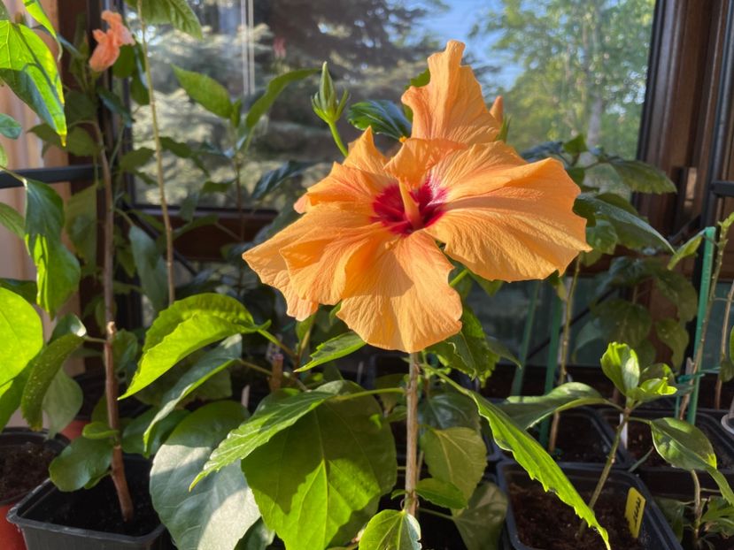  - Clasici - Apricot Dublu și Alb Dublu