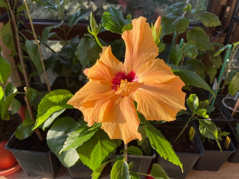  - Clasici - Apricot Dublu și Alb Dublu