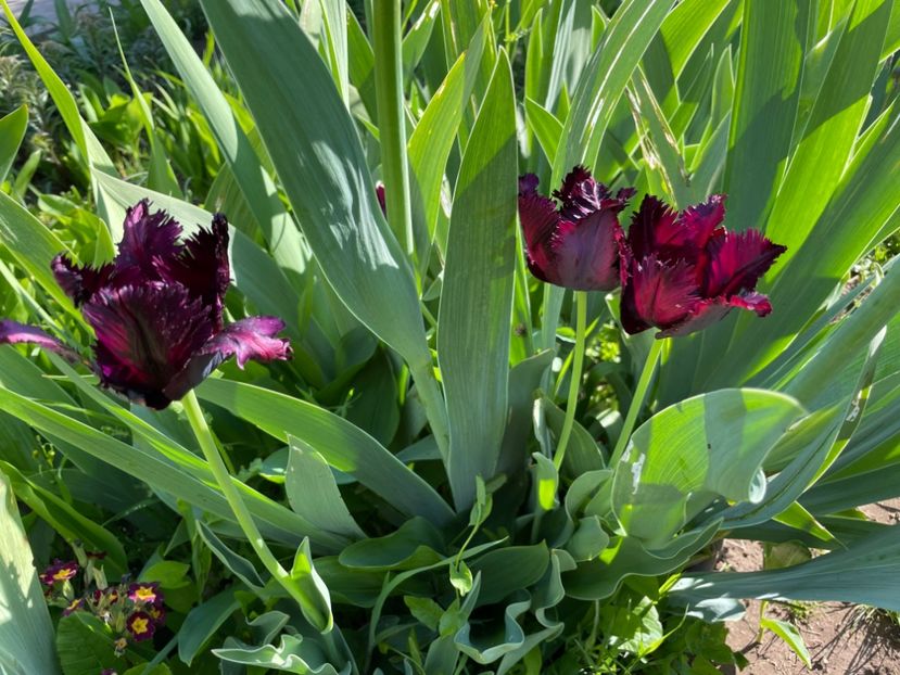  - 0005 - Gradina - 2025