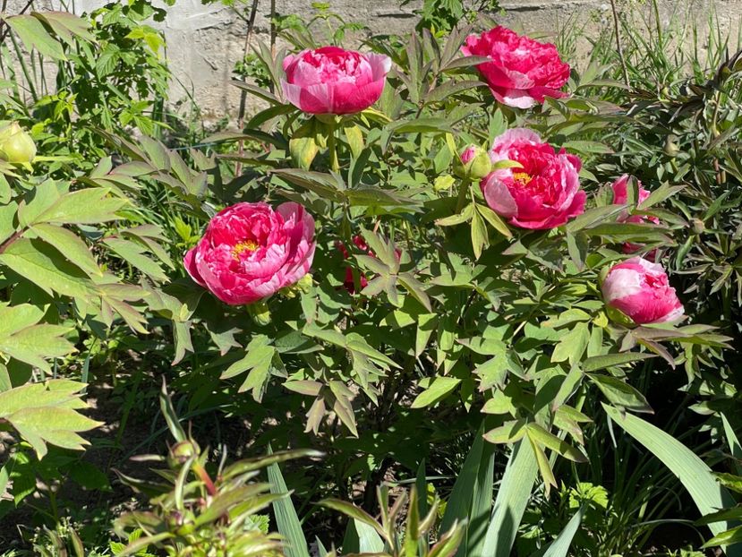  - 0005 - Gradina - 2025