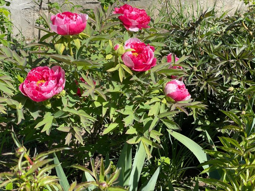  - 0005 - Gradina - 2025