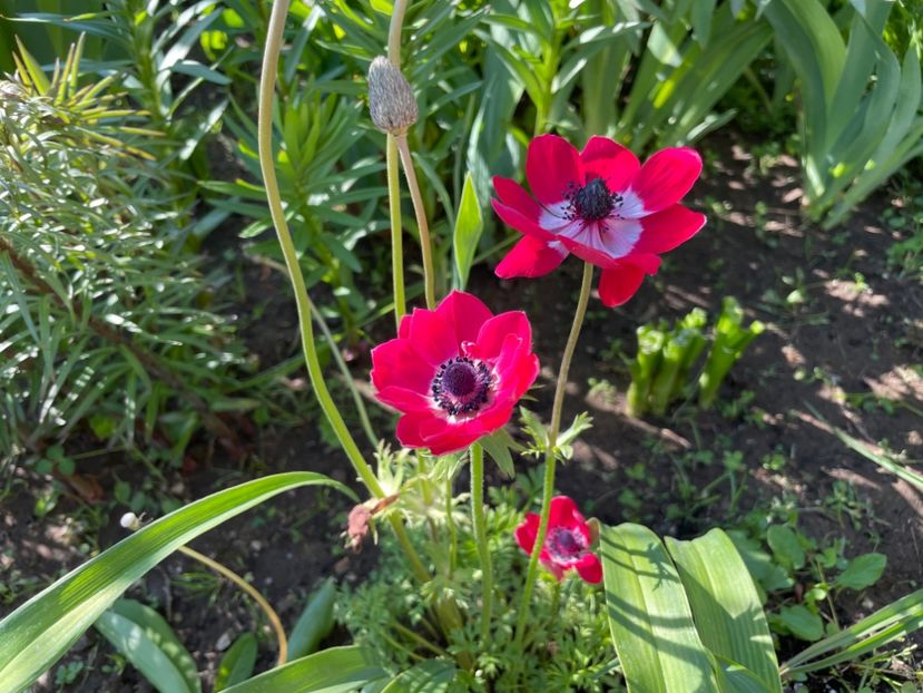  - 0005 - Gradina - 2025