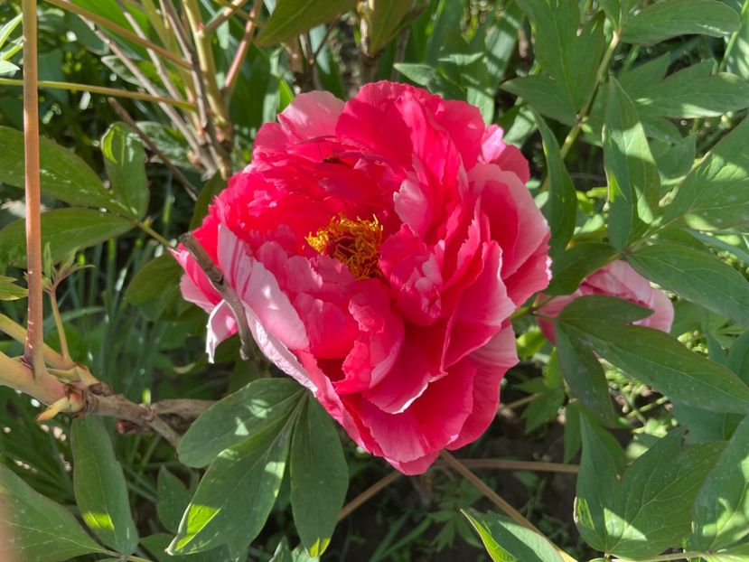  - 0005 - Gradina - 2025