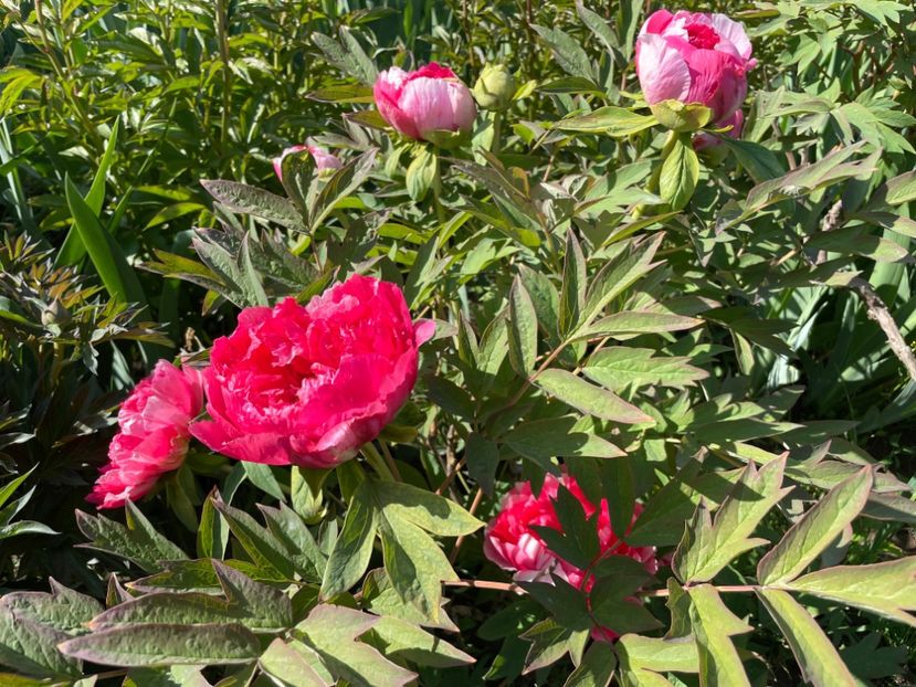  - 0005 - Gradina - 2025