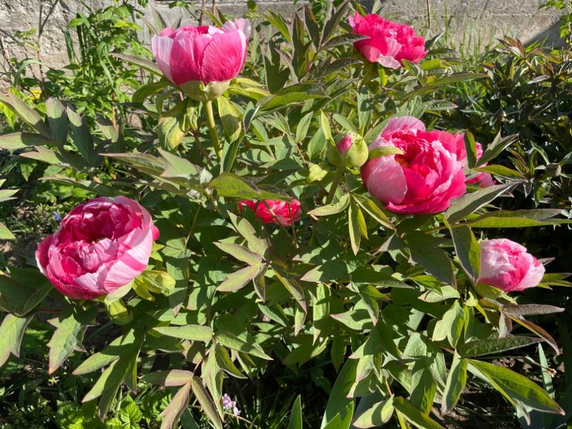  - 0005 - Gradina - 2025