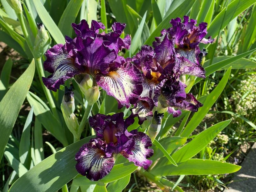  - 0005 - Gradina - 2025