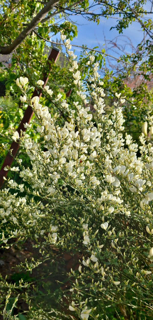  - 2025 - 01 - Primavara