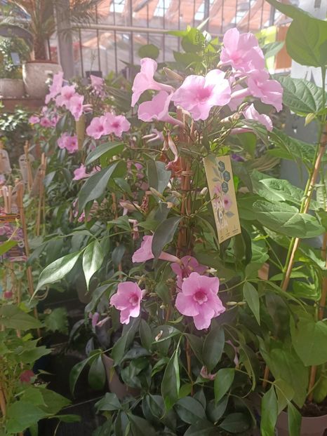 Img.2025.05.01 - Magazinul 5