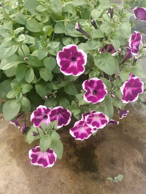 Img.2025.05.01 - Magazinul 5