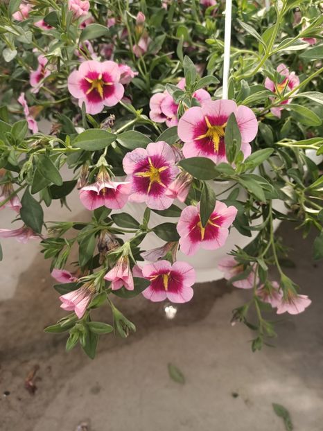 Img.2025.05.01 - Magazinul 5