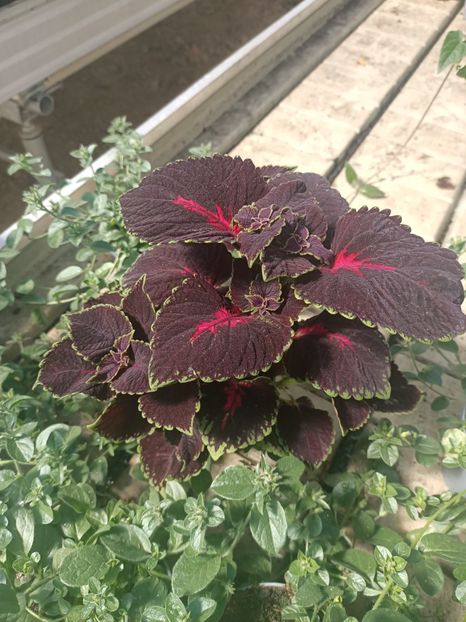 Img.2025.05.01 - Magazinul 5